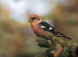 Image. Two-barred Crossbill
