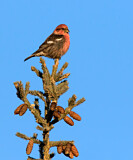 Image. Two-barred Crossbill