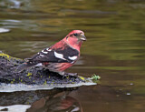 Image. Two-barred Crossbill