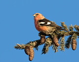 Image. Two-barred Crossbill