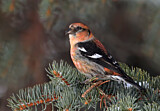 Image. Two-barred Crossbill