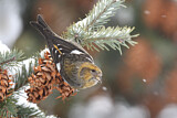 Image. Two-barred Crossbill