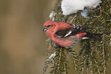 Image. Two-barred Crossbill
