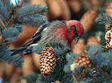 Image. Two-barred Crossbill