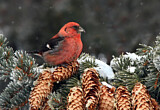 Image. Two-barred Crossbill
