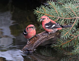 Image. Two-barred Crossbill
