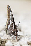 Image. Two-tailed Pasha