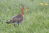 Image. Uferschnepfe