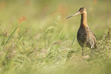 Image. Uferschnepfe