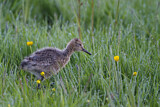 Image. Uferschnepfe