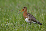 Image. Uferschnepfe