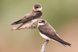 Image. Uferschwalbe
