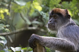 Image. Uganda-Stummelaffe