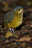 Image. Undulated Antpitta