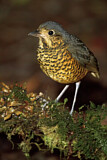 Image. Undulated Antpitta