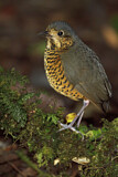 Image. Undulated Antpitta