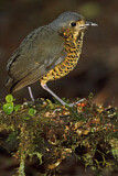 Image. Undulated Antpitta