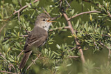 Image. Upcher's Warbler