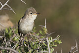 Image. Upcher's Warbler