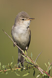 Image. Upcher's Warbler