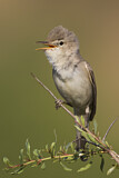 Image. Upcher's Warbler
