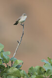 Image. Upcher's Warbler