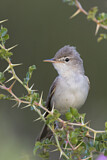 Image. Upcher's Warbler