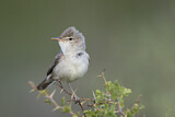 Image. Upcher's Warbler