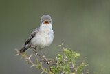 Image. Upcher's Warbler