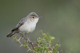 Image. Upcher's Warbler