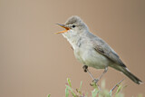 Image. Upcher's Warbler