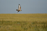 Image. Upland Buzzard