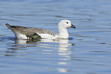 Image. Upland Goose