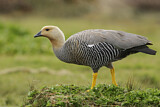 Image. Upland Goose
