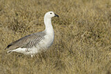 Image. Upland Goose