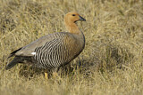 Image. Upland Goose