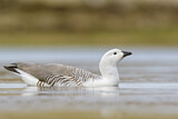 Image. Upland Goose