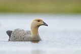 Image. Upland Goose