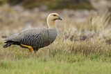 Image. Upland Goose