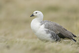 Image. Upland Goose