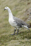Image. Upland Goose