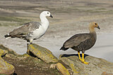 Image. Upland Goose