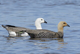Image. Upland Goose