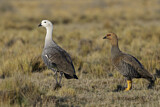Image. Upland Goose