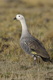 Image. Upland Goose