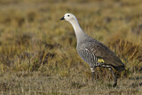 Image. Upland Goose