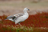 Image. Upland Goose
