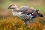 Image. Upland Goose