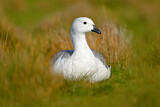 Image. Upland Goose