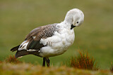Image. Upland Goose